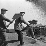 Потери зерна при уборке урожая в колхозах СССР в середине 1950-х годов: начальный этап анализа факторов и объемов