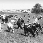 Развитие животноводства в Красноярском крае в 1966−1970 годах
